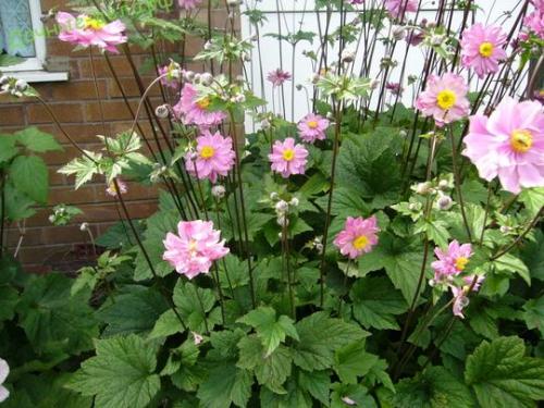 Анемона японская посадка и уход. Анемона японская: посадка и уход в открытом грунте