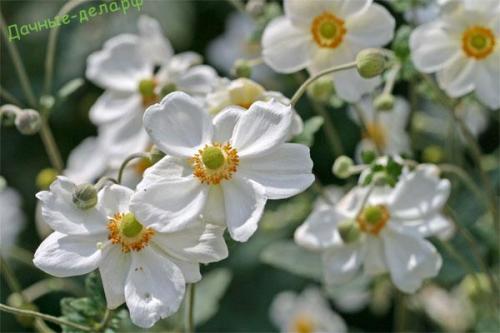 Анемона японская посадка и уход. Анемона японская: посадка и уход в открытом грунте
