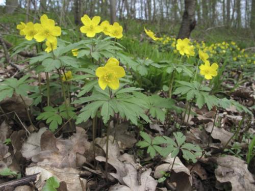 Анемона описание. Анемона – посадка, выращивание и уход в открытом грунте, фото сортов с описанием