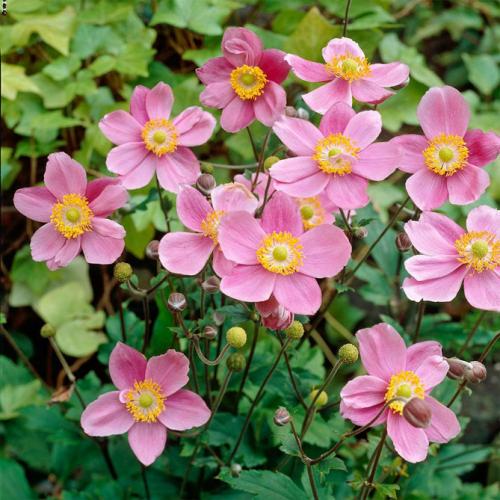 Анемона описание. Анемона – посадка, выращивание и уход в открытом грунте, фото сортов с описанием