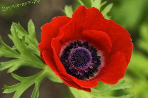 Анемона мультифида. Многолетняя анемона