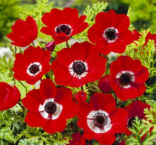 Анемона корневищная. Цветы анемоны (ветренница) – посадка и уход, размножение, фото видов и сортов