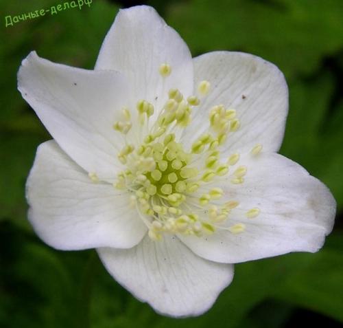 Анемона мультифида. Многолетняя анемона