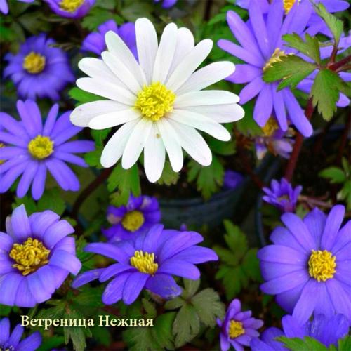 Анемона корневищная. Цветы анемоны (ветренница) – посадка и уход, размножение, фото видов и сортов