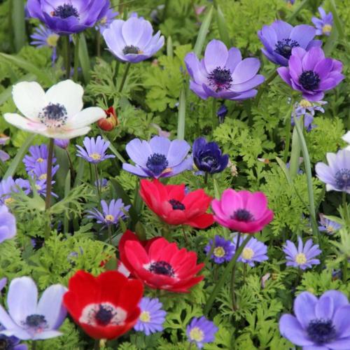 Анемона описание. Анемона – посадка, выращивание и уход в открытом грунте, фото сортов с описанием