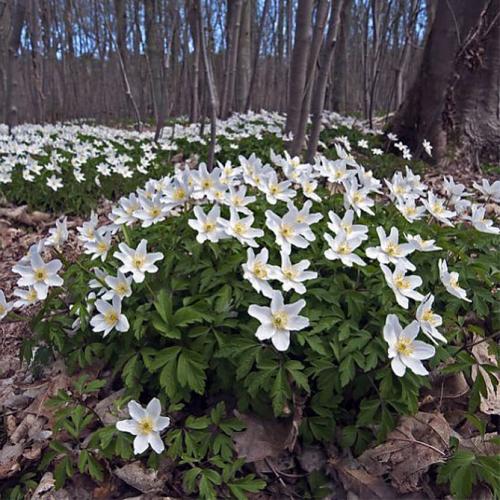 Анемона описание. Анемона – посадка, выращивание и уход в открытом грунте, фото сортов с описанием