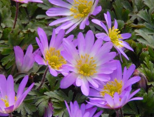 Анемона корневищная. Цветы анемоны (ветренница) – посадка и уход, размножение, фото видов и сортов