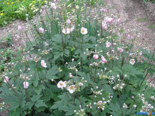 Анемона японская посадка и уход. Анемона японская: посадка и уход в открытом грунте