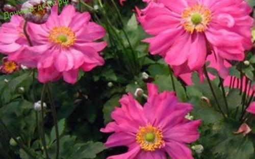 Анемона японская посадка и уход. Анемона японская: посадка и уход в открытом грунте