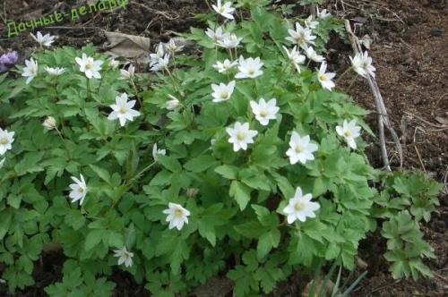 Анемона мультифида. Многолетняя анемона