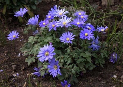 Анемона корневищная. Цветы анемоны (ветренница) – посадка и уход, размножение, фото видов и сортов