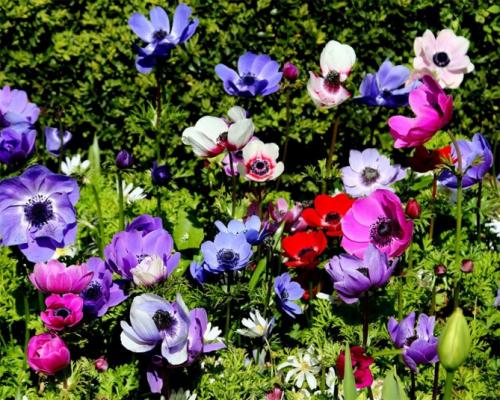 Анемона корневищная. Цветы анемоны (ветренница) – посадка и уход, размножение, фото видов и сортов