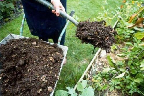 Что такое малина Генералиссимус. Особенности новейшей крупноплодной малины Генералиссимус