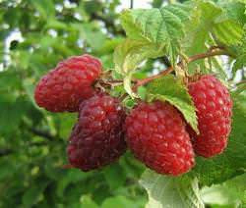 Малина Генералиссимус: все, что нужно знать о сорте 10