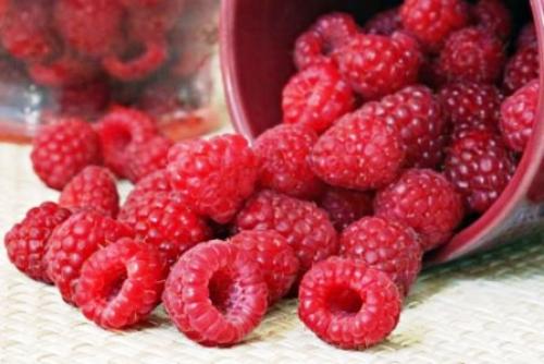 Какой климат подходит для выращивания малины Генералиссимус