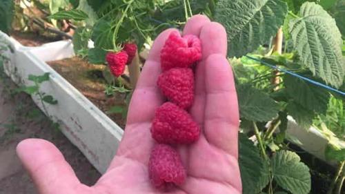 Какой климат подходит для выращивания малины Генералиссимус