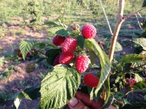 Малина Генералиссимус: все, что нужно знать о сорте 14 Малина Генералиссимус: все, что нужно знать о сорте 14