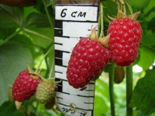 Что такое малина Генералиссимус. Особенности новейшей крупноплодной малины Генералиссимус