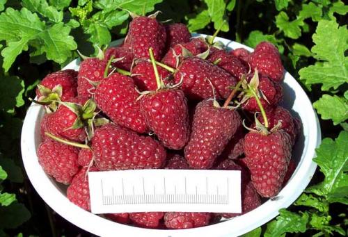 Малина Генералиссимус: все, что нужно знать о сорте 11 Малина Генералиссимус: все, что нужно знать о сорте 11