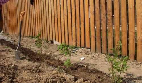 Малина Генералиссимус: все, что нужно знать о сорте 12 Малина Генералиссимус: все, что нужно знать о сорте 12