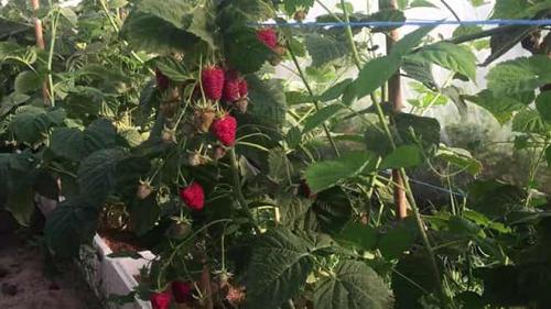 Каковы особенности малины Генералиссимус. Малина Генералиссимус