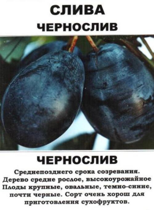 Как сажать Чернослив весной. Сорт сливы «Чернослив»: правила посадки и ухода 02 Как сажать Чернослив весной. Сорт сливы «Чернослив»: правила посадки и ухода 02
