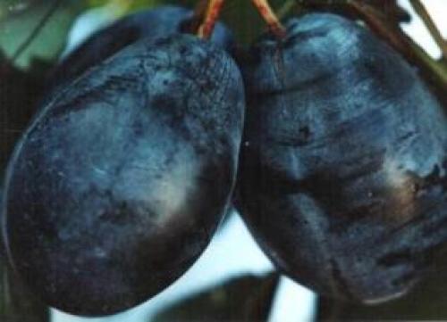 Как сажать Чернослив весной. Сорт сливы «Чернослив»: правила посадки и ухода 01 Как сажать Чернослив весной. Сорт сливы «Чернослив»: правила посадки и ухода 01