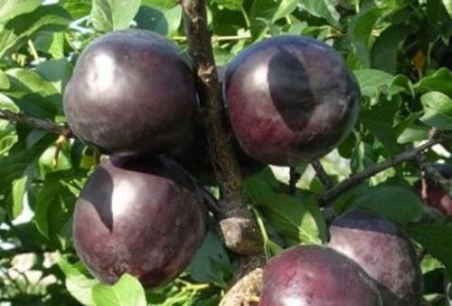 Как сажать Чернослив весной. Сорт сливы «Чернослив»: правила посадки и ухода 03 Как сажать Чернослив весной. Сорт сливы «Чернослив»: правила посадки и ухода 03