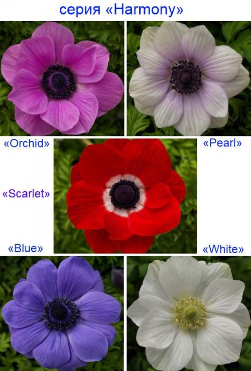 Анемона корончатая де кан. Анемона корончатая