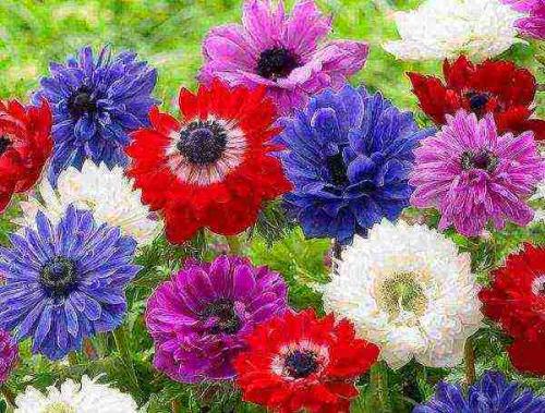 Анемона корончатая сент бриджит. Размножение и защита от болезней