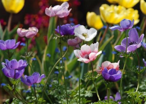 Анемона бриджит микс. Цветы анемоны (ветренница) – посадка и уход, размножение, фото видов и сортов