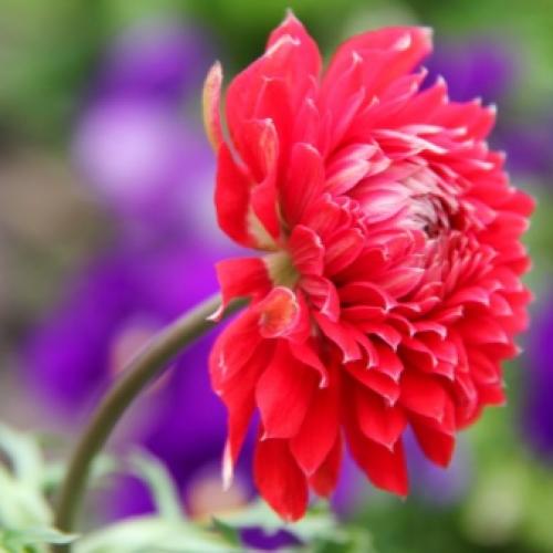 Посадка и уход за анемон бриджит. Процедура посадки 18