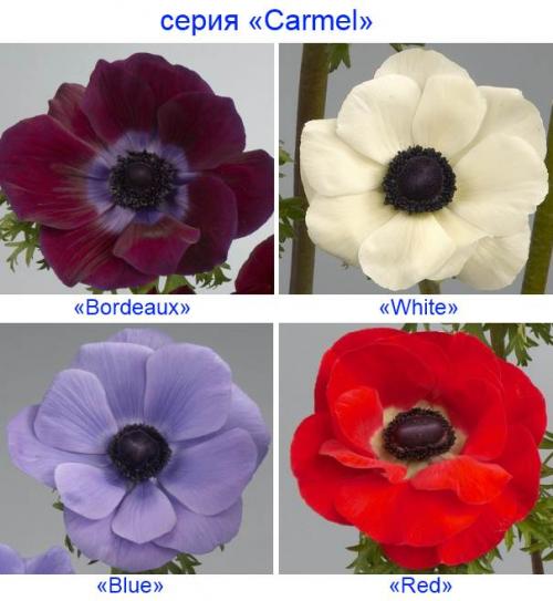 Анемона корончатая де кан. Анемона корончатая