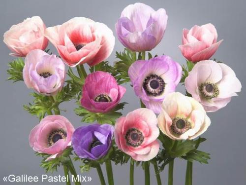 Анемона корончатая де кан. Анемона корончатая