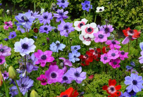 Анемона белая. Описание растения