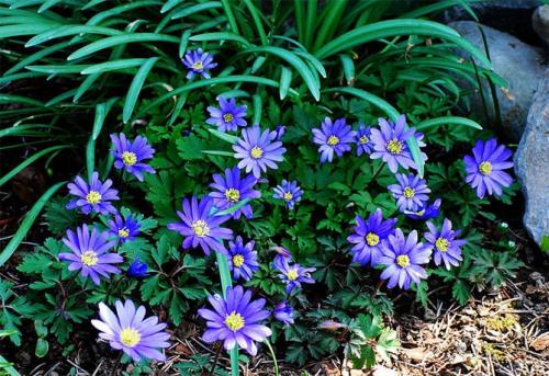 Анемона бриджит микс. Цветы анемоны (ветренница) – посадка и уход, размножение, фото видов и сортов