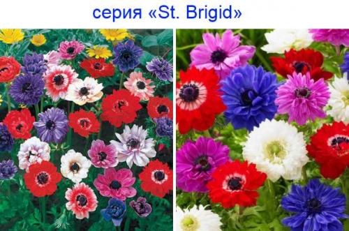 Анемона корончатая де кан. Анемона корончатая