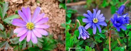 Анемона посадка весной. Как посадить цветок Анемону