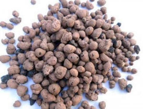 Посадка и уход за анемон бриджит. Процедура посадки 01