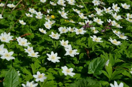 Посадка и уход за анемон бриджит. Процедура посадки 20