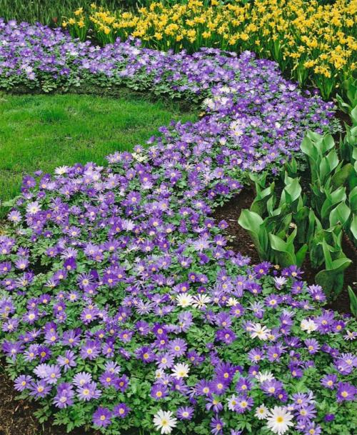 Анемона бриджит микс. Цветы анемоны (ветренница) – посадка и уход, размножение, фото видов и сортов