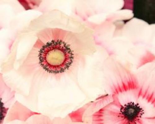 Посадка и уход за анемон бриджит. Процедура посадки 13