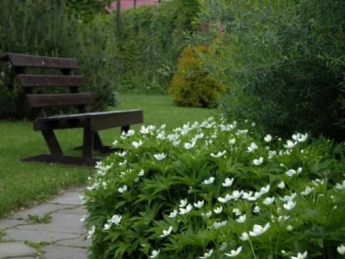 Посадка и уход за анемон бриджит. Процедура посадки 05