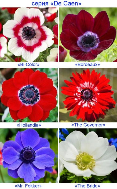 Анемона корончатая де кан. Анемона корончатая