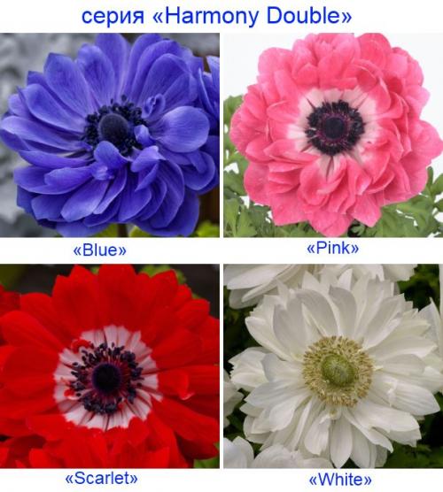 Анемона корончатая де кан. Анемона корончатая