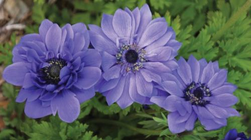 Анемона махровая посадка и уход. Анемона махровая: популярные сорта, правила посадки и ухода