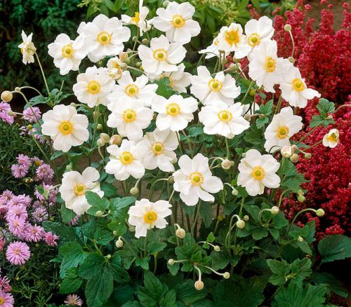 Анемона бриджит микс. Цветы анемоны (ветренница) – посадка и уход, размножение, фото видов и сортов