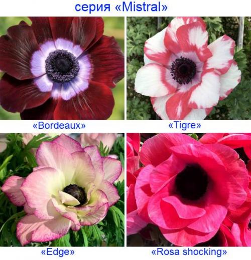 Анемона корончатая де кан. Анемона корончатая