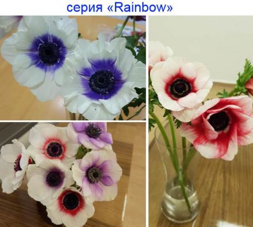 Анемона корончатая де кан. Анемона корончатая