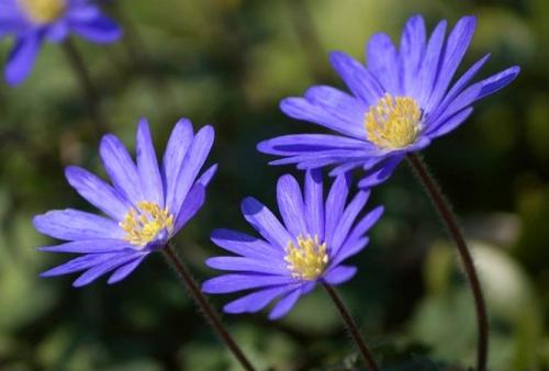Анемона бриджит микс. Цветы анемоны (ветренница) – посадка и уход, размножение, фото видов и сортов